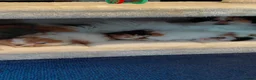 Persian cats for sale: Persian babies  - Advert 2