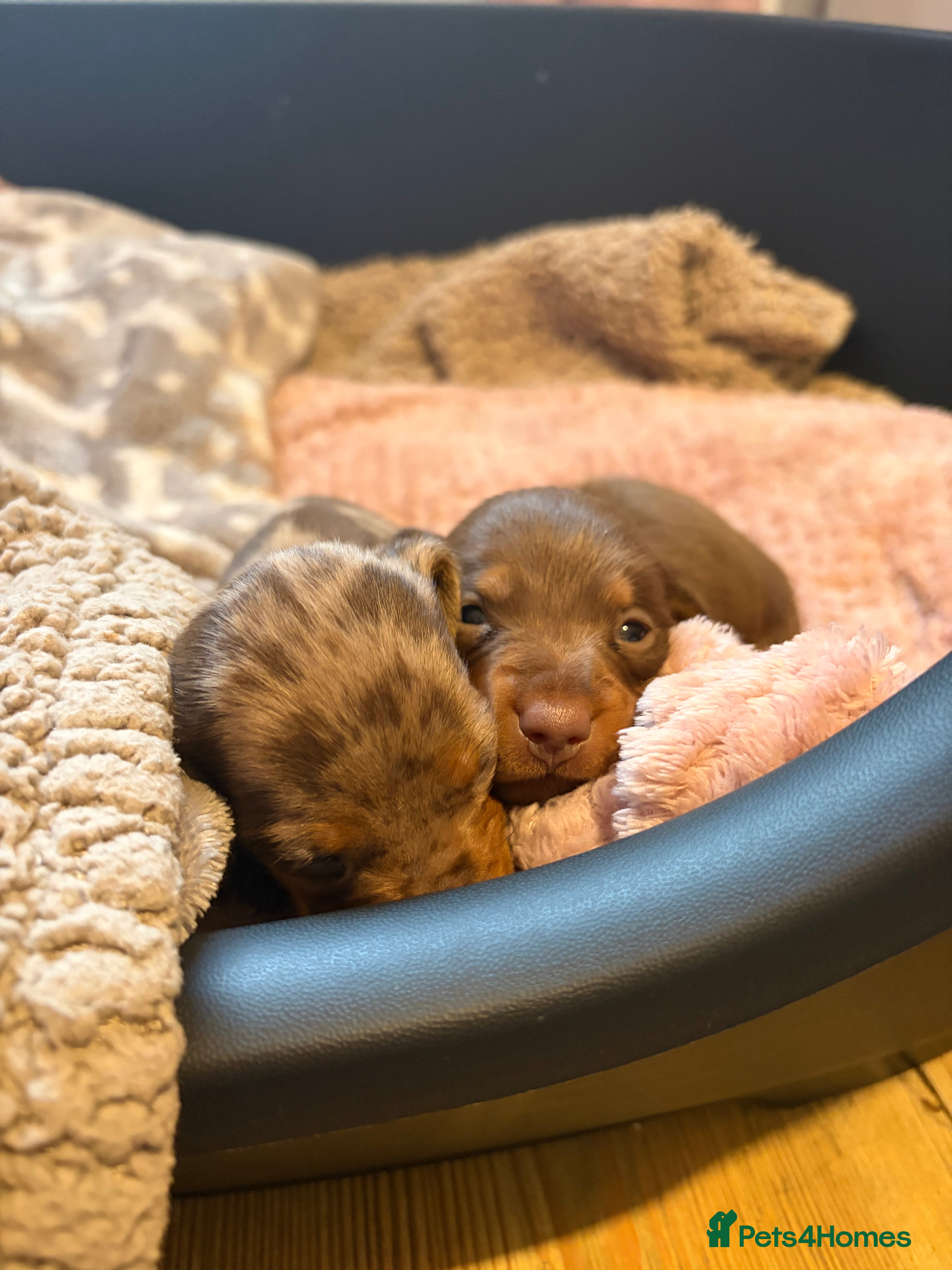 Miniature Dachshund dogs Miniature boy dachund  - Advert 2