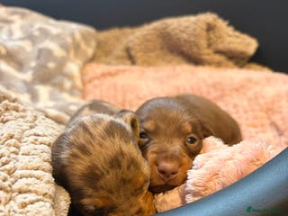 Miniature Dachshund dogs Miniature boy dachund - Advert 7