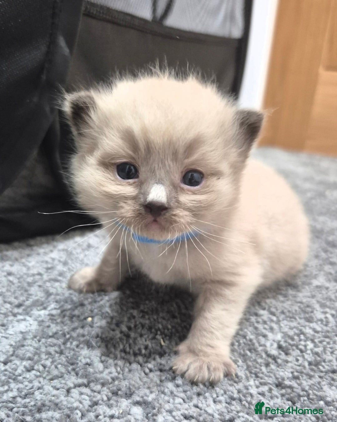 Ragdoll cats for sale: Adorable Ragdoll Kittens for sale - Advert 12