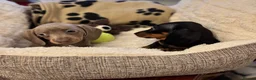 Miniature Dachshund dogs for sale: Miniature Dachshunds  - Advert 8