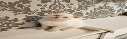 British Shorthair cats for sale: Blue eyes Flame Point British Shorthair kitten - Advert 5