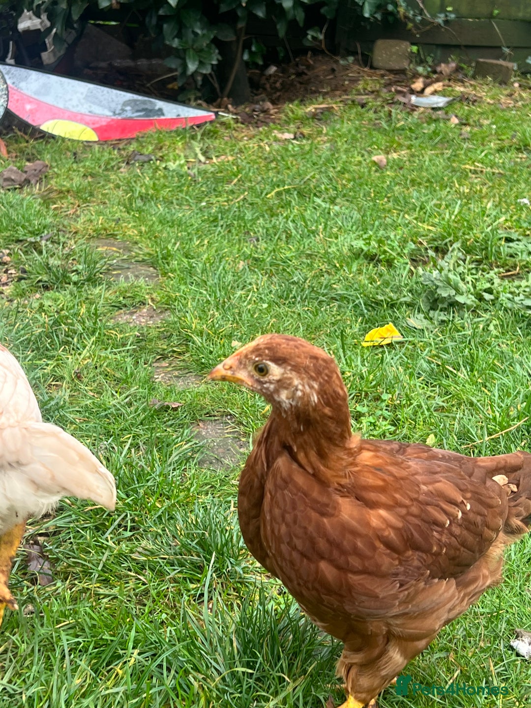 Chickens poultry for sale: Five chicks for sale - Advert 4