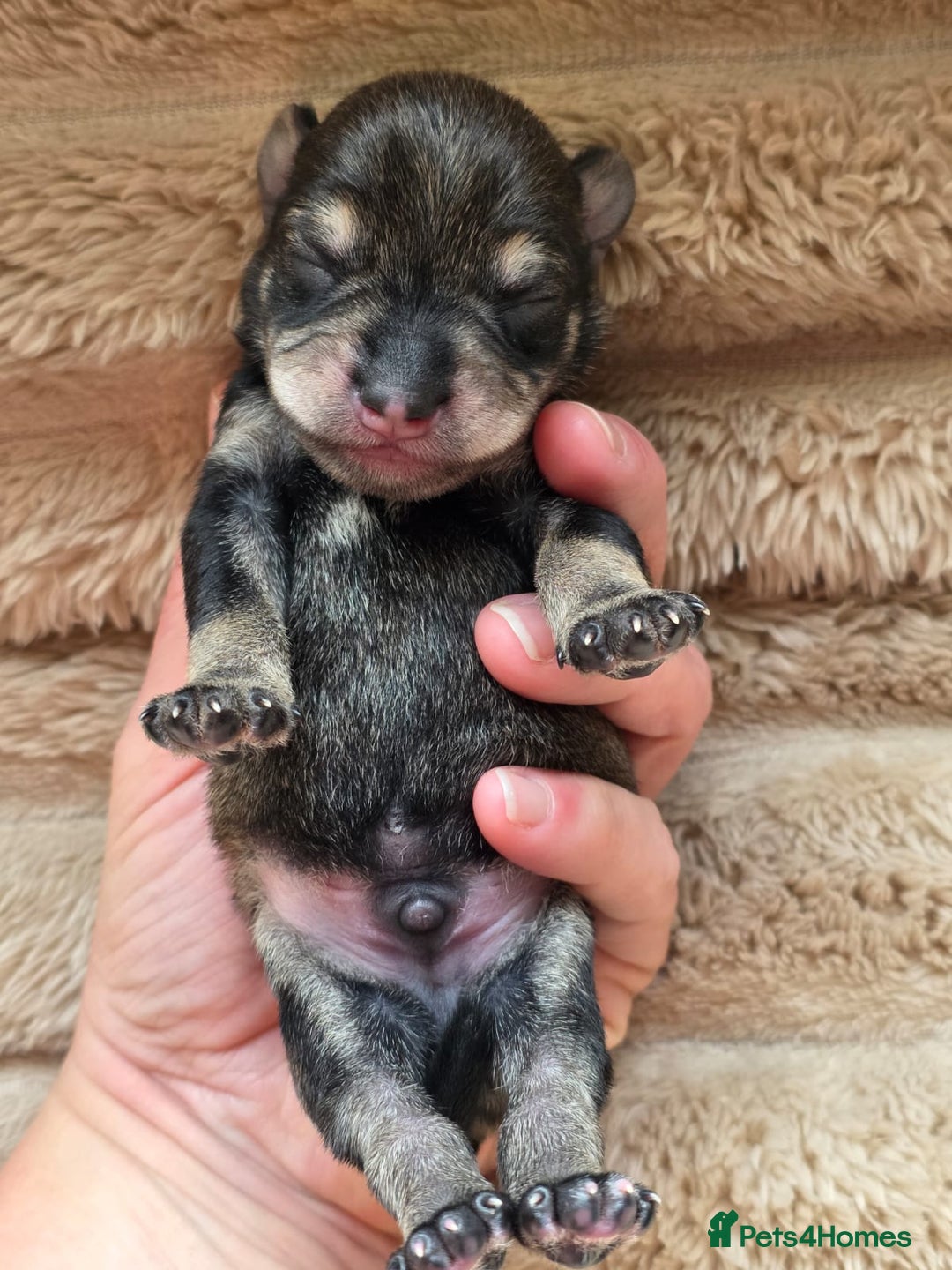 Miniature Schnauzer dogs for sale: Outstanding Miniature Schnauzer Puppies - Image 20