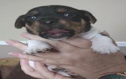 Jack Russell dogs for sale: Jack Russell litter  - Image 20