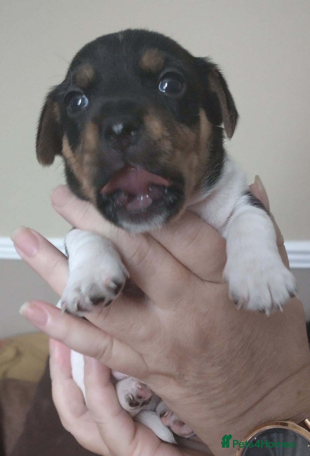 Jack Russell dogs for sale: Jack Russell litter  - Image 20