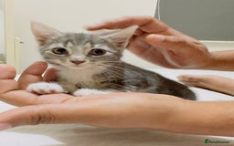 Mixed Breed cats for sale: Kittens ready to go - Image 6