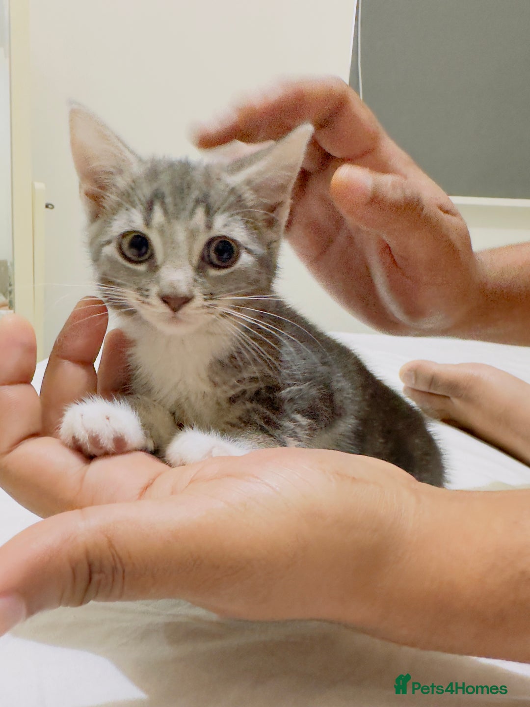 Mixed Breed cats for sale: Kittens ready to go - Image 6