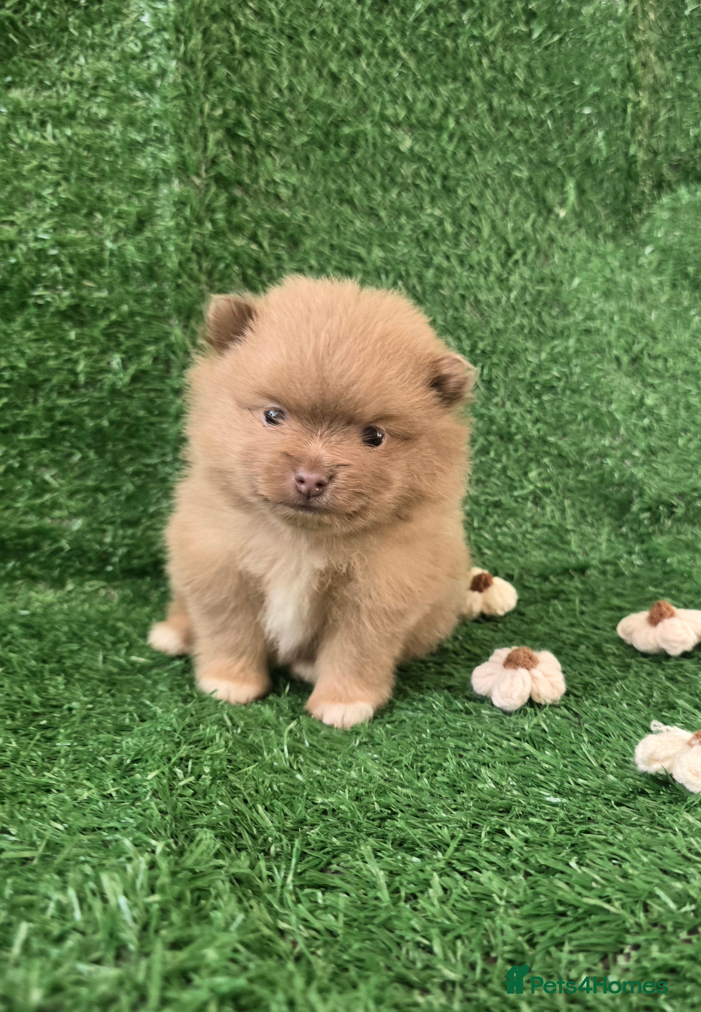 Pomeranian dogs Last 3 left! Lilac chocolate merle exceptional pom - Advert 6