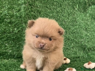 Pomeranian dogs Last 3 left! Lilac chocolate merle exceptional pom - Advert 6