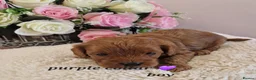 Cavapoochon dogs for sale: Beautiful cavapoochon puppies  - Advert 14