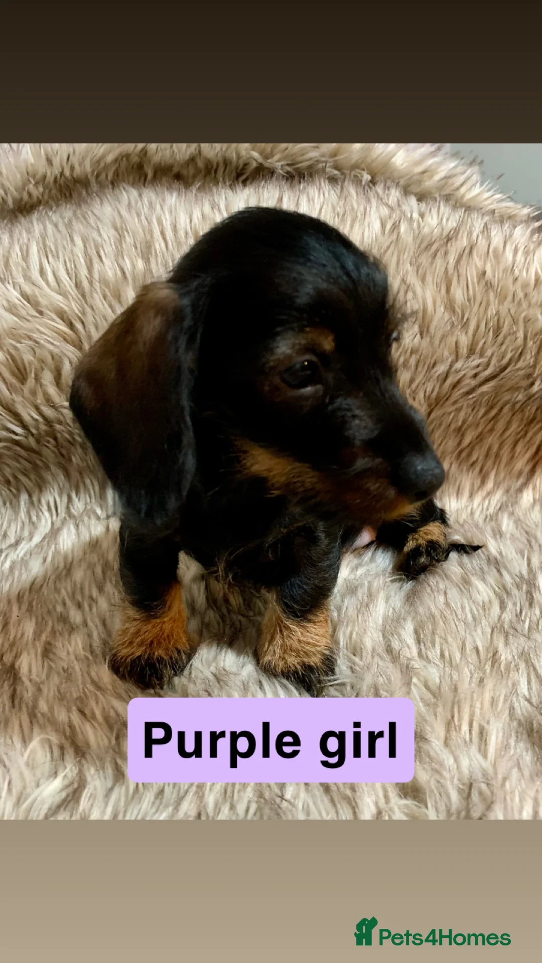 Miniature Dachshund dogs for sale: Miniature wirehaired daschunds - Advert 5