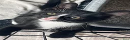 Mixed Breed cats for sale: Sweet kittens for sale - Advert 8