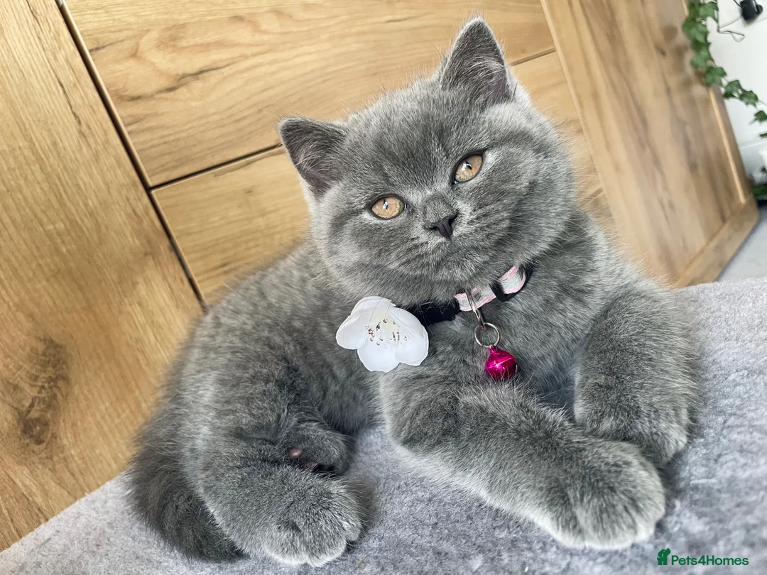 British Shorthair cats for sale: 🐾 GCCF Registered (Active) British Shorthair💙 in Wakefield - Advert 1