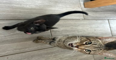 Mixed Breed cats - Advert 15