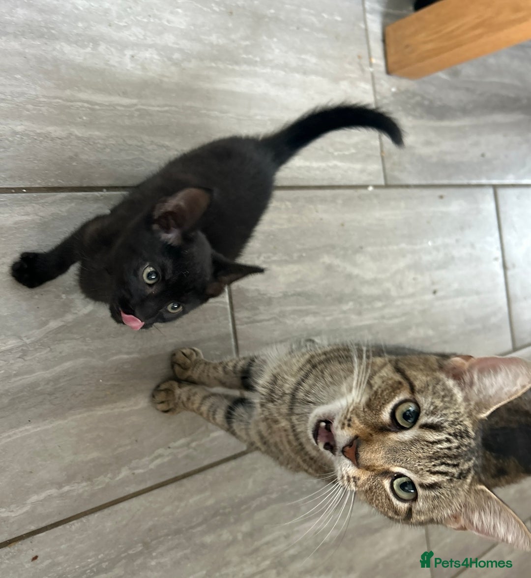 Mixed Breed cats for sale: Kittens - Image 2