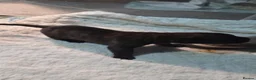 Cane Corso dogs for sale: Cane Corso Puppies - Advert 26