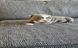 Staffordshire Bull Terrier dogs for sale: Blue&white and white&blue staffie pups - Image 19