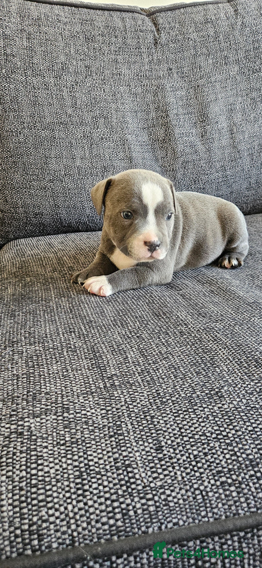 Staffordshire Bull Terrier dogs for sale: Blue&white and white&blue staffie pups - Image 19