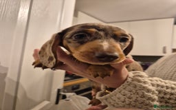 Miniature Dachshund dogs for sale: miniature daschund from £1200 - £1000 - Image 15