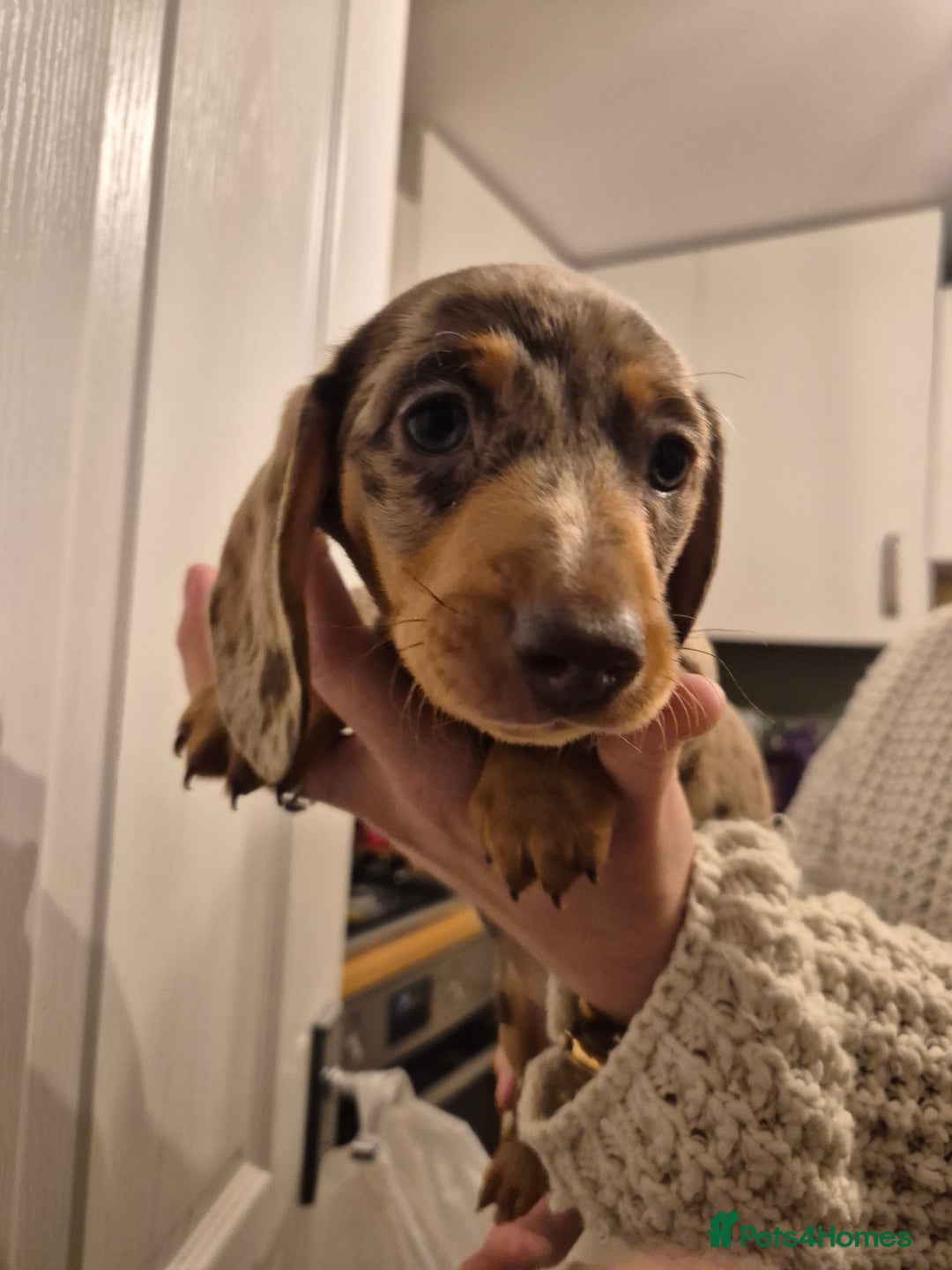 Miniature Dachshund dogs for sale: miniature daschund from £1200 - £1000 - Image 15