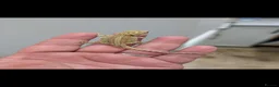 Bearded Dragon reptiles for sale: Stunning baby bearded dragons ( read advert) - Advert 3