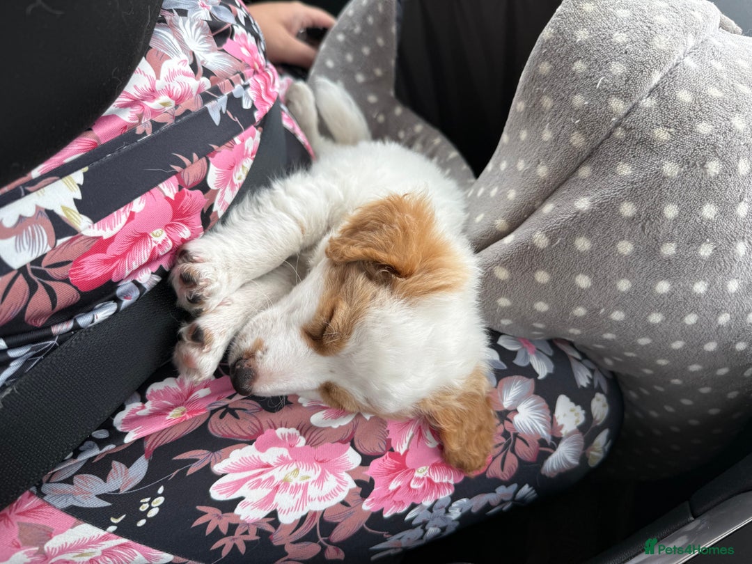 Jackapoo dogs for sale: Jackpoo pup for rehome  - Image 2