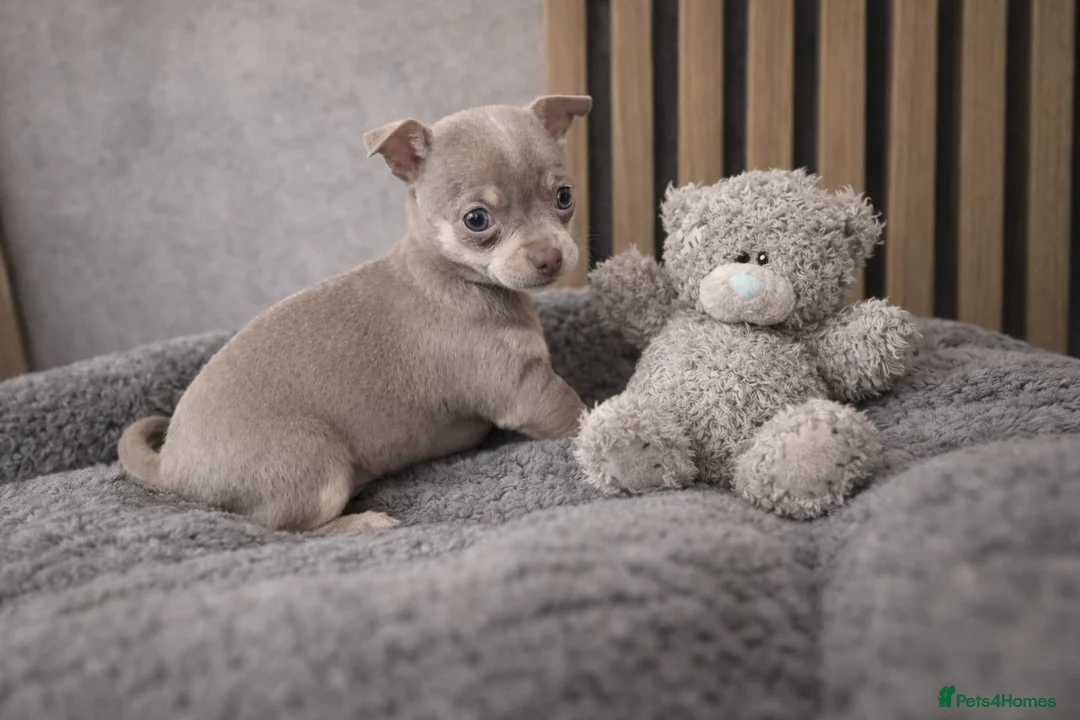 Chihuahua dogs for sale: Tiny Chihuahua Puppies – Сhristmаs Babies - Advert 13