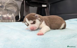 Siberian Husky dogs for sale: Beautiful Siberian Huskies - Image 5
