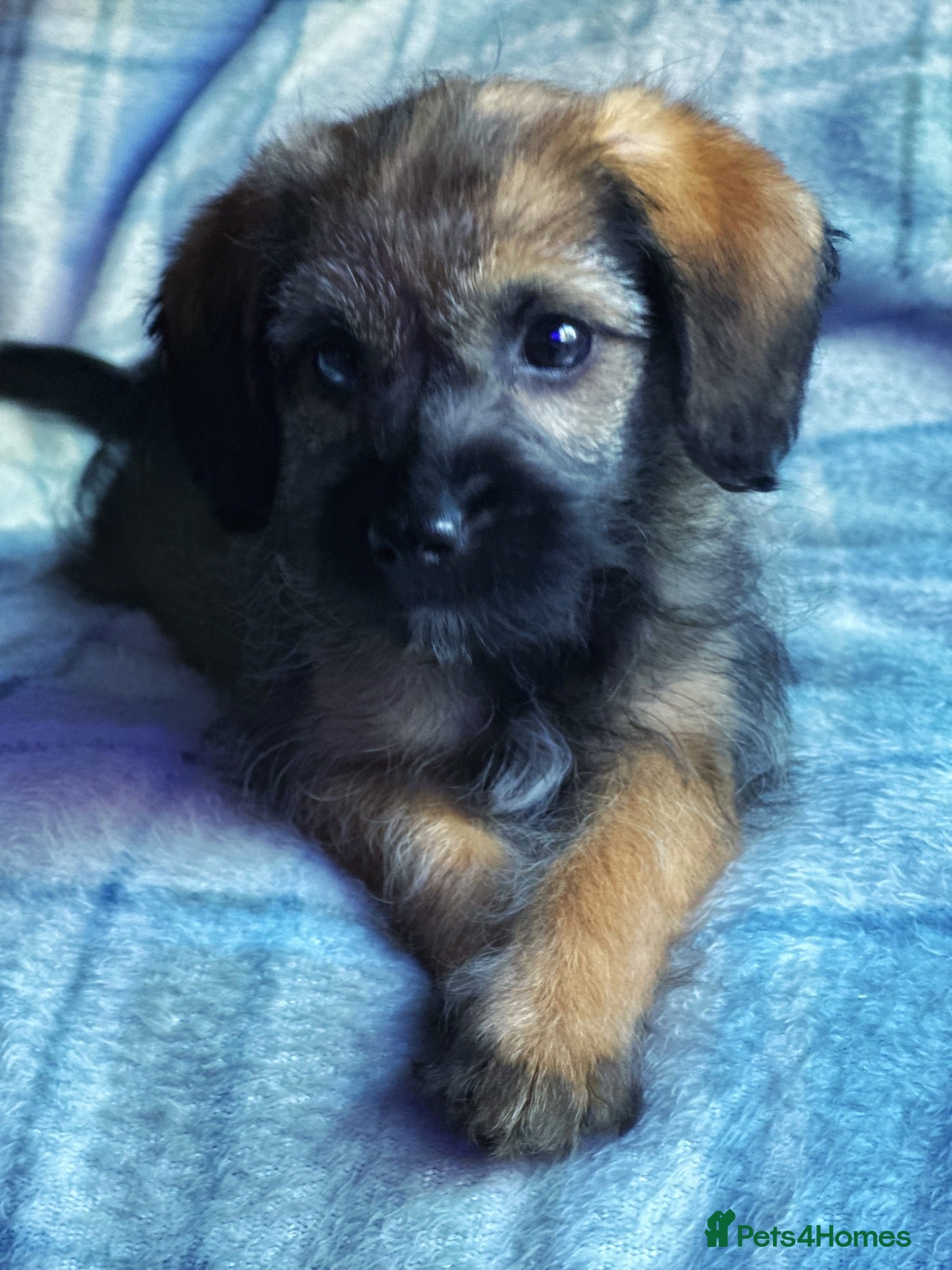 Border Terrier dogs Stunning little Toy Borderpoo girl available  - Advert 1