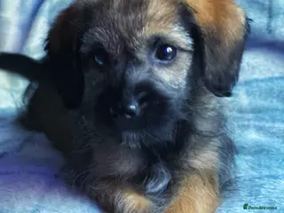 Border Terrier dogs Stunning little Toy Borderpoo girl available - Advert 1