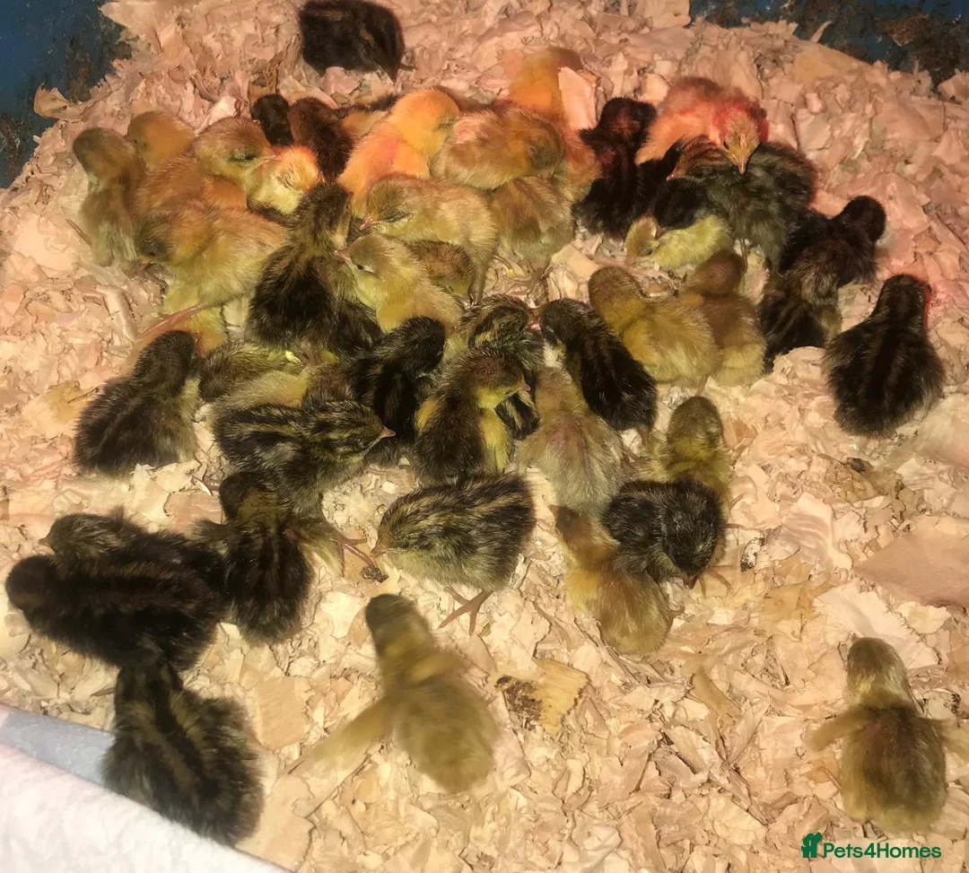Quail poultry for sale: QUAIL CHICKS/CHINESE PAINTED BUTTONS ! - Advert 2