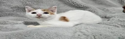 Mixed Breed cats for sale: Stunning kittens READY NOW - Advert 12
