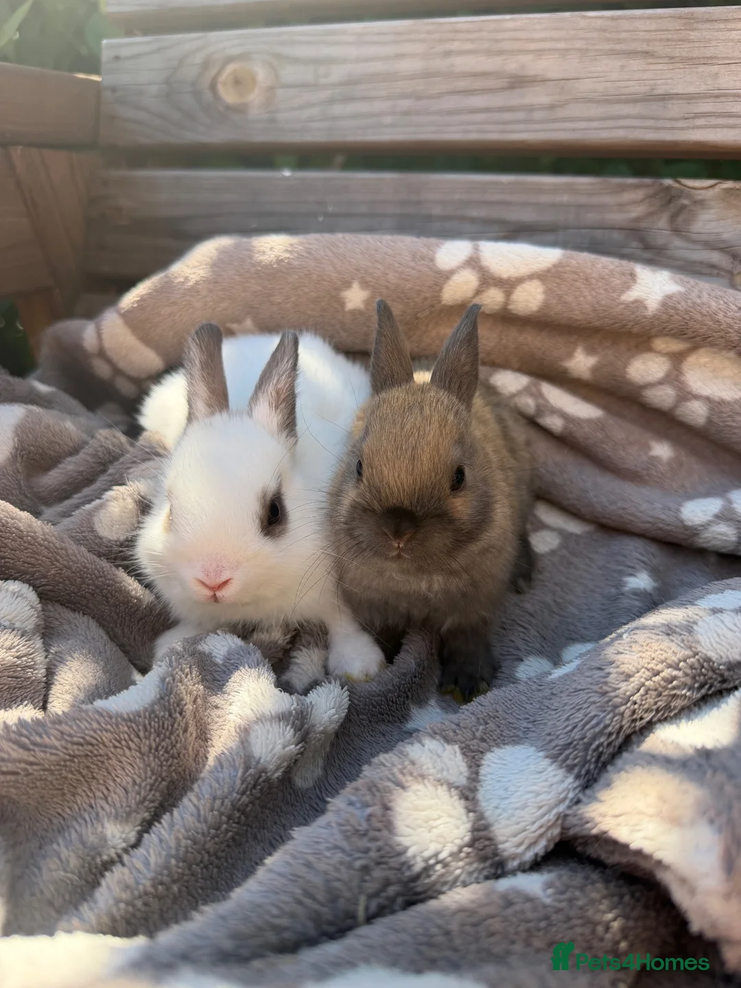 Netherland Dwarf rabbits for sale: 2 male netherland dwarfs - Advert 1