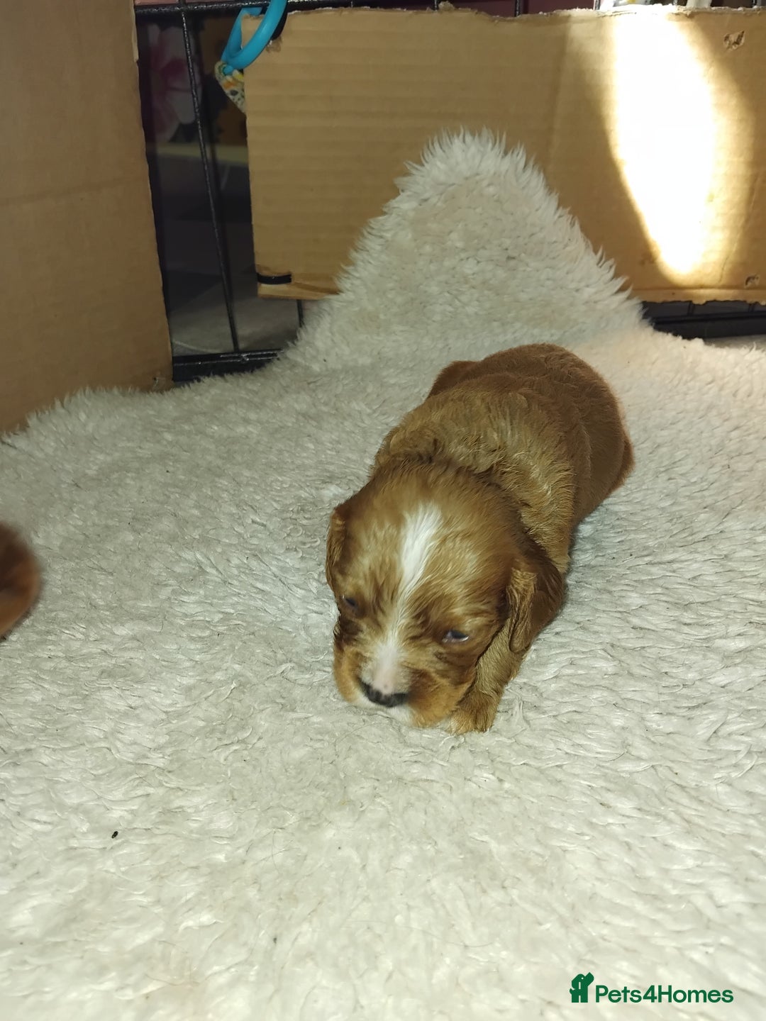 Cockalier dogs for sale: Cockerliers  f1 health tested parents - Image 14