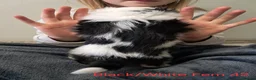 Aussiedoodle dogs for sale: Aussiedoodles - Advert 4