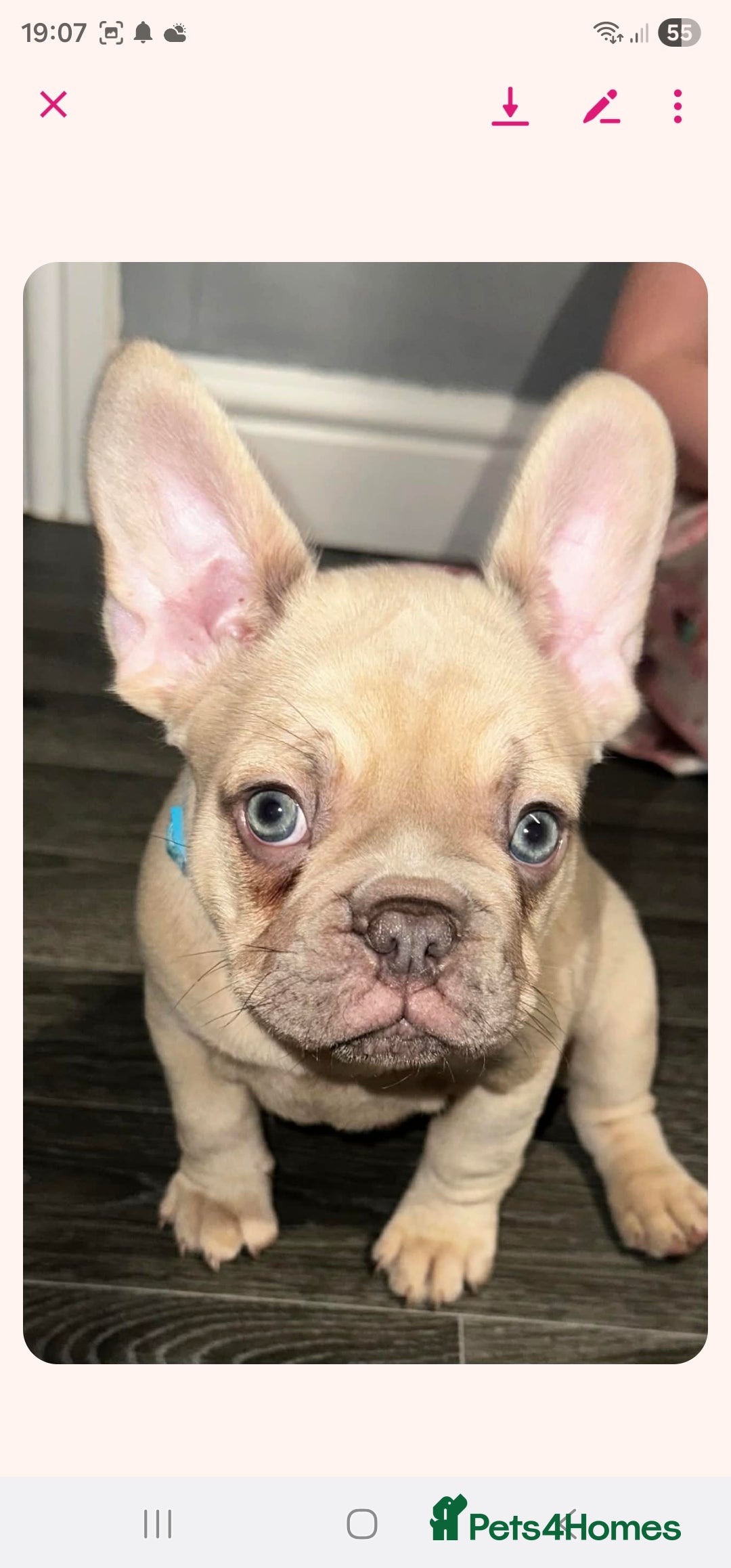 French Bulldog dogs for sale: Pure breed French bulldogs  - Advert 8