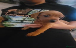 Mixed Breed dogs for sale: Frenchie x cockerpoo pups - Image 4