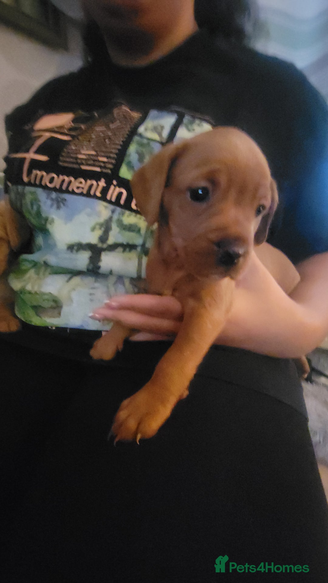 Mixed Breed dogs for sale: Frenchie x cockerpoo pups - Image 4