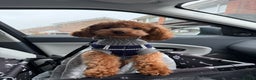 Cavapoo dogs for sale: F1b tiny toy Cavapoo male.  - Advert 6