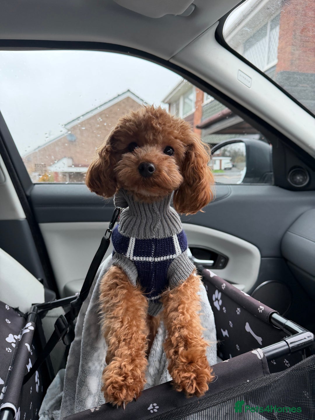 Cavapoo dogs for sale: F1b tiny toy Cavapoo male.  - Advert 6