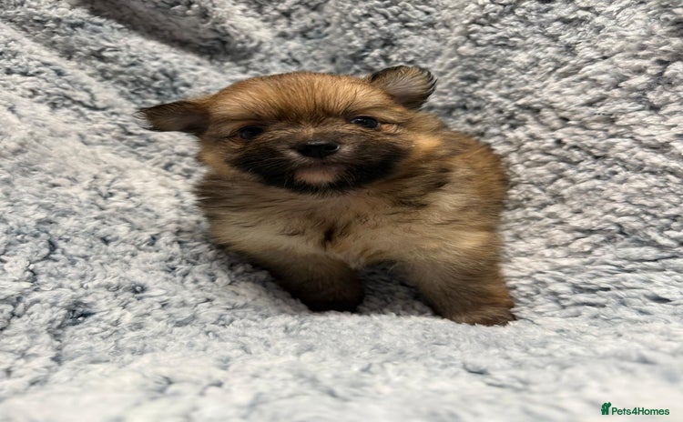 Pomeranian dogs - Advert 2