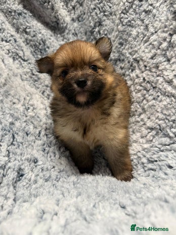 Pomeranian dogs - Advert 2