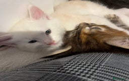 Maine Coon cats for sale: Purebred Maine Coon kittens - Image 6