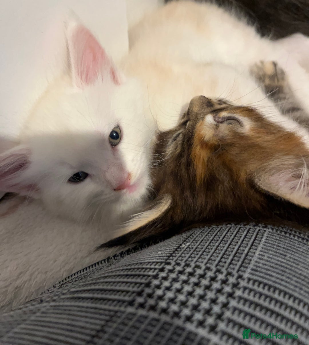 Maine Coon cats for sale: Purebred Maine Coon kittens - Image 6