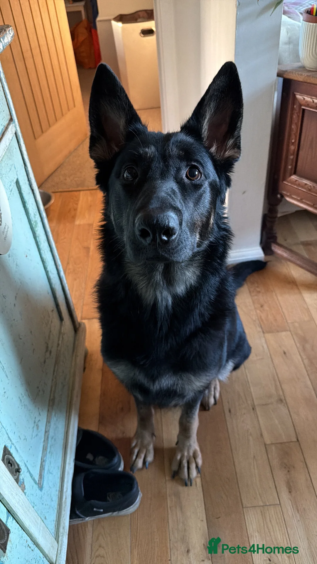 Mixed Breed dogs for sale: German shepherd x labradoodle puppies  - Advert 1