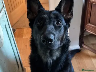 Mixed Breed dogs German shepherd x labradoodle puppies - Advert 8