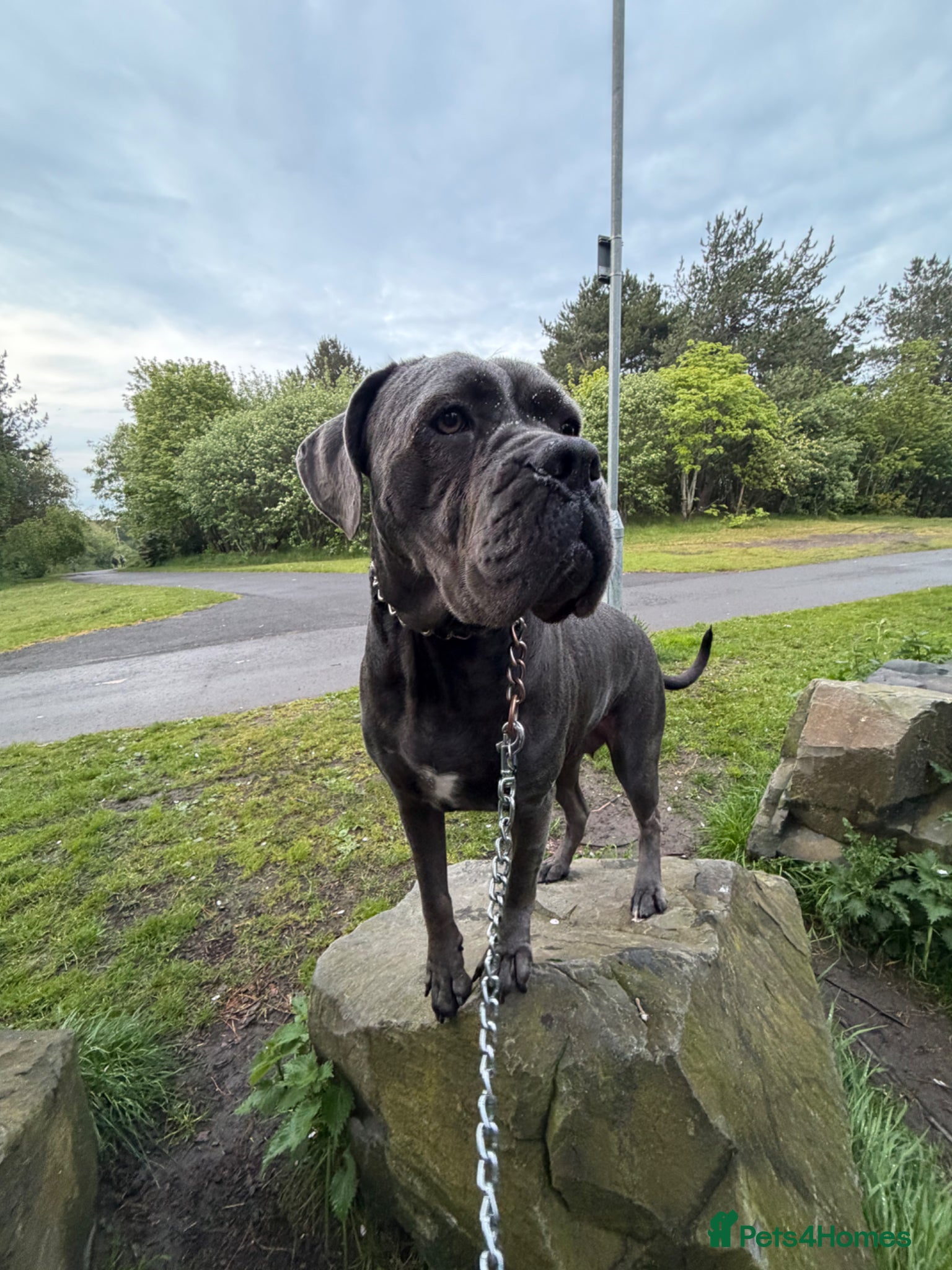 Cane Corso dogs Cane corso - Advert 5