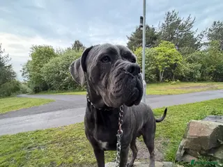Cane Corso dogs Cane corso - Advert 5