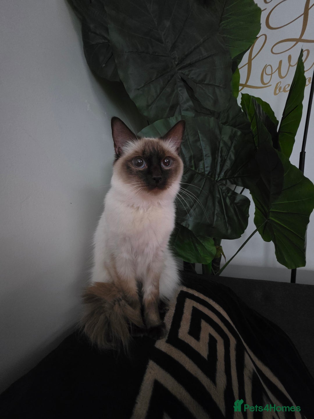 Ragdoll cats for sale: Beautiful Ragdoll female  - Advert 1